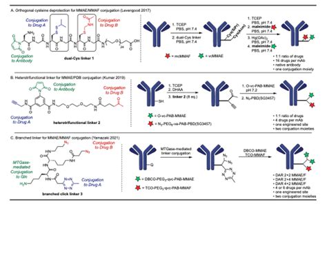 Advances In The Development Of Dual Drug Antibody Drug Conjugates Adc