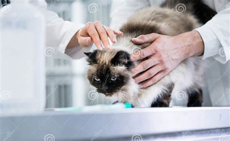 Animal Doctor Veterinarians Examining Cat In Icu Of Animal Clini Stock