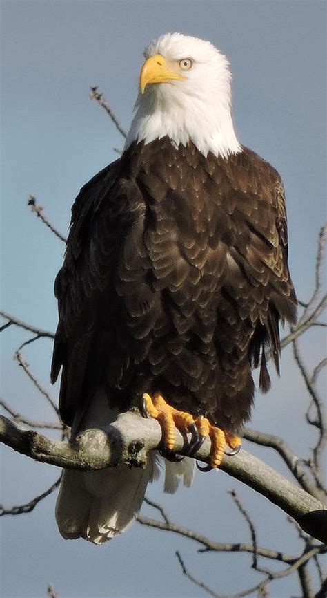 Bald Eagle Perched On A Twig Tattoo Men Calves Patriotische Tattoos 4