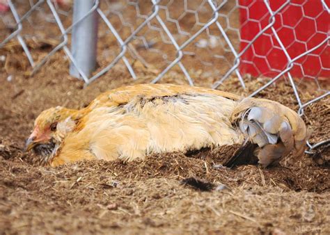 Dust Bath For Chickens Everything You Need To Know