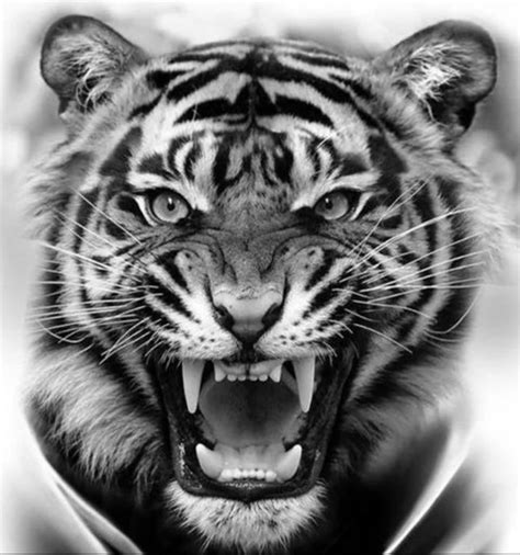 5 Meaningful Face Tattoo Tiger Designs