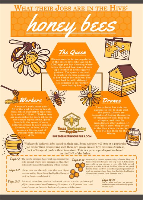 Honeybee Health Jobs