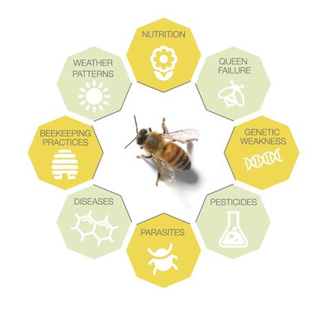 Honeybee Health