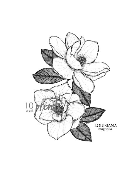 Magnolia Flower Tattoo Designs Magnolia Tattoo Drawing Flower Drawings Tattoos Sketch Designs