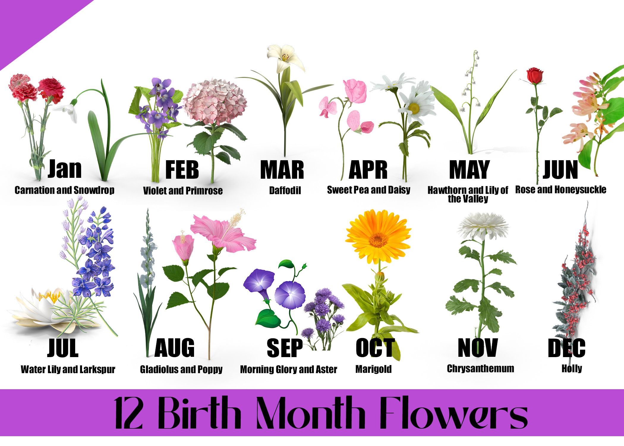 Monthly Birth Flowers And Their Meanings In The Language Of Flowers