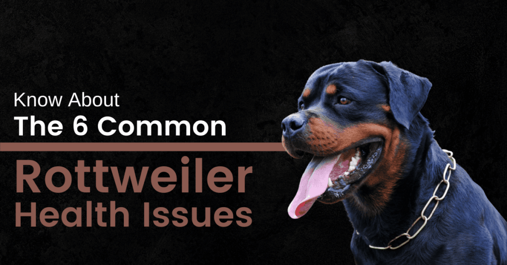 5 Common Rottweiler Health Issues