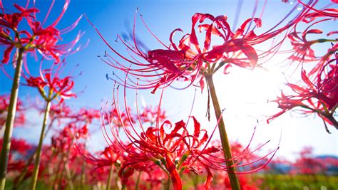 The Meaning Of Spider Lily Unveiling Its Spiritual Significance